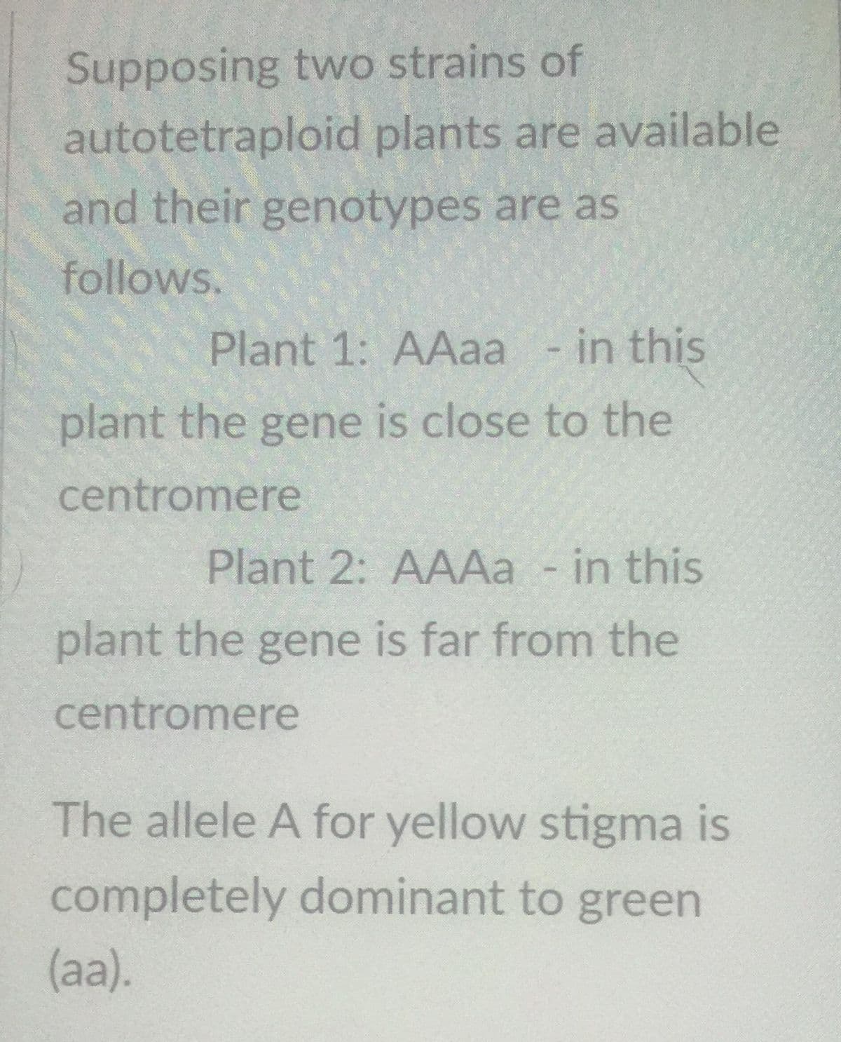 Supposing two strains of
autotetraploid plants are available
and their genotypes are as
follows.
Plant 1: AAaa - in this
plant the gene is close to the
centromere
Plant 2: AAAa - in this
plant the gene is far from the
centromere
The allele A for yellow stigma is
completely dominant to green
(aa).
