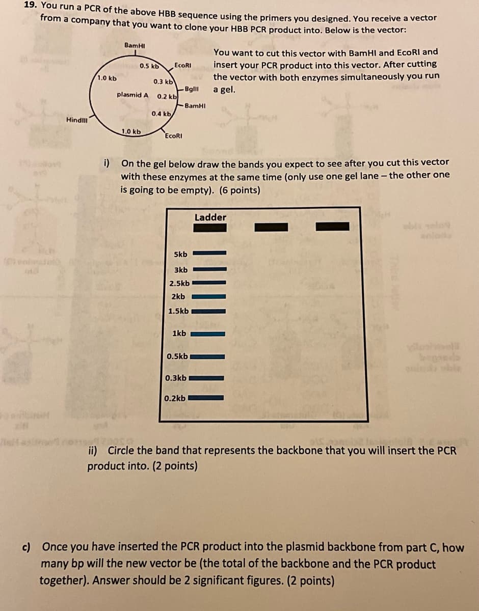 19. You run a PCR of the above HBB sequence using the primers you designed. You receive a vector
from a company that you want to clone your HBB PCR product into. Below is the vector:
BamHI
0.5 kb
EcoRI
1.0 kb
0.3 kb
-Bglll
plasmid A
0.2 kb
BamHI
0.4 kb
HindIII
1.0 kb
EcoRI
You want to cut this vector with BamHI and EcoRI and
insert your PCR product into this vector. After cutting
the vector with both enzymes simultaneously you run
a gel.
i) On the gel below draw the bands you expect to see after you cut this vector
with these enzymes at the same time (only use one gel lane - the other one
is going to be empty). (6 points)
Ladder
5kb
3kb
2.5kb
2kb
1.5kb
1kb
0.5kb
0.3kb
0.2kb
ii) Circle the band that represents the backbone that you will insert the PCR
product into. (2 points)
c) Once you have inserted the PCR product into the plasmid backbone from part C, how
many bp will the new vector be (the total of the backbone and the PCR product
together). Answer should be 2 significant figures. (2 points)