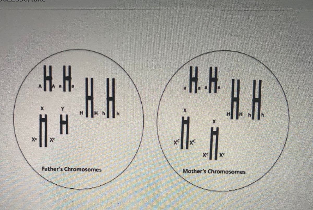 H.₂.H.
.H.H
M. H
X
Father's Chromosomes
H.H. H. H
H₂
M.
X
Mother's Chromosomes