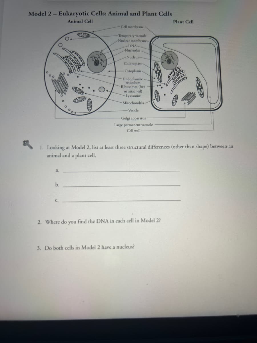 Model 2 - Eukaryotic Cells: Animal and Plant Cells
Animal Cell
a.
b.
O.
C.
0 004
Cell membrane
-Temporary vacuole
Nuclear membrane
-DNA-
Nucleolus
Nucleus-
Chloroplast
Cytoplasm
Endoplasmic
reticulum
Ribosomes (free-
or attached)
Lysosome
Mitochondria-
-Vesicle
1. Looking at Model 2, list at least three structural differences (other than shape) between an
animal and a plant cell.
Golgi apparatus
Large permanent vacuole
Cell wall
2. Where do you find the DNA in each cell in Model 2?
Plant Cell
3. Do both cells in Model 2 have a nucleus?