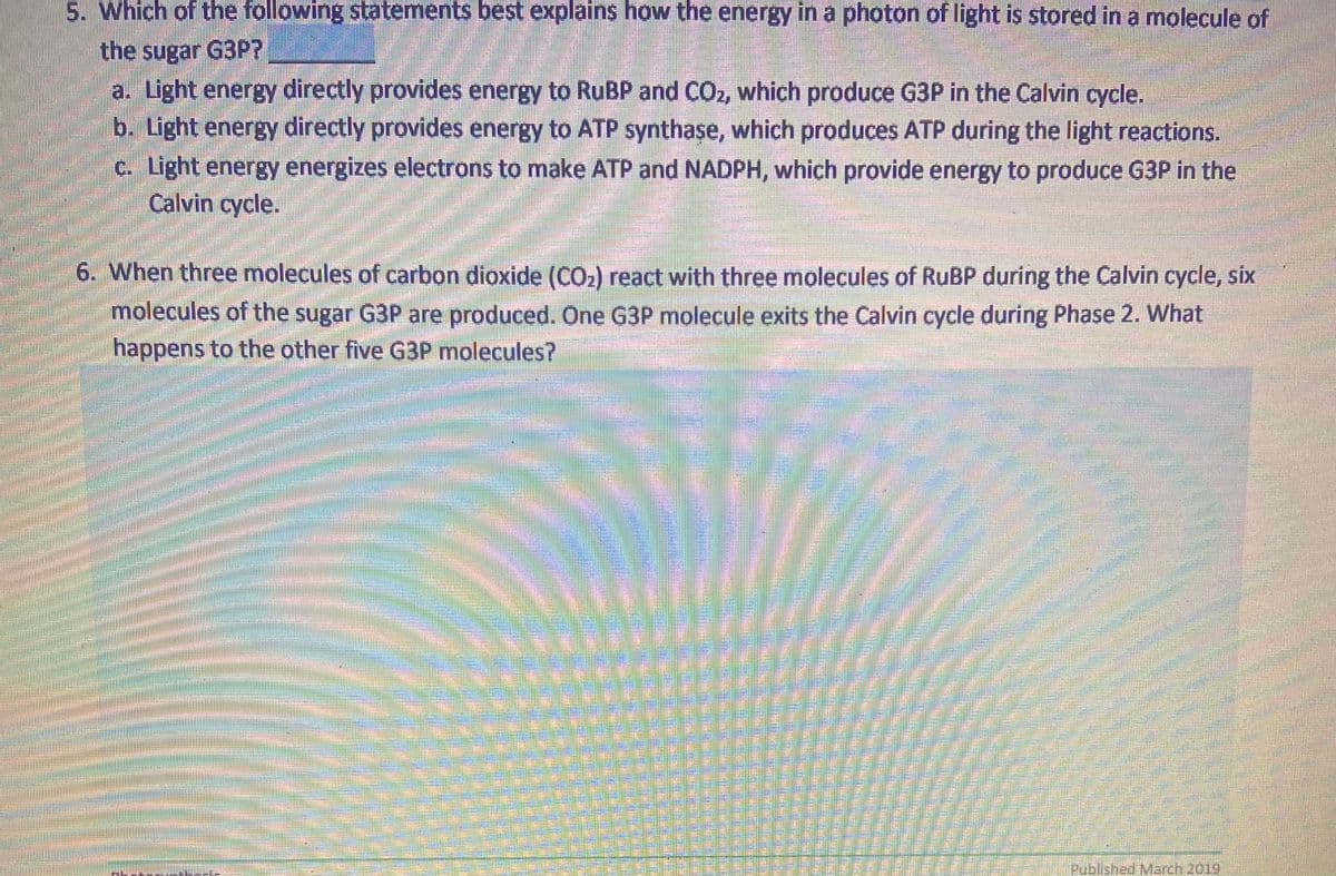 5. Which of the following statements best explains how the energy in a photon of light is stored in a molecule of
the sugar G3P?
a. Light energy directly provides energy to RuBP and CO₂, which produce G3P in the Calvin cycle.
b. Light energy directly provides energy to ATP synthase, which produces ATP during the light reactions.
c. Light energy energizes electrons to make ATP and NADPH, which provide energy to produce G3P in the
Calvin cycle.
6. When three molecules of carbon dioxide (CO₂) react with three molecules of RuBP during the Calvin cycle, six
molecules of the sugar G3P are produced. One G3P molecule exits the Calvin cycle during Phase 2. What
happens to the other five G3P molecules?
mmmmm
P
Published March 2019"