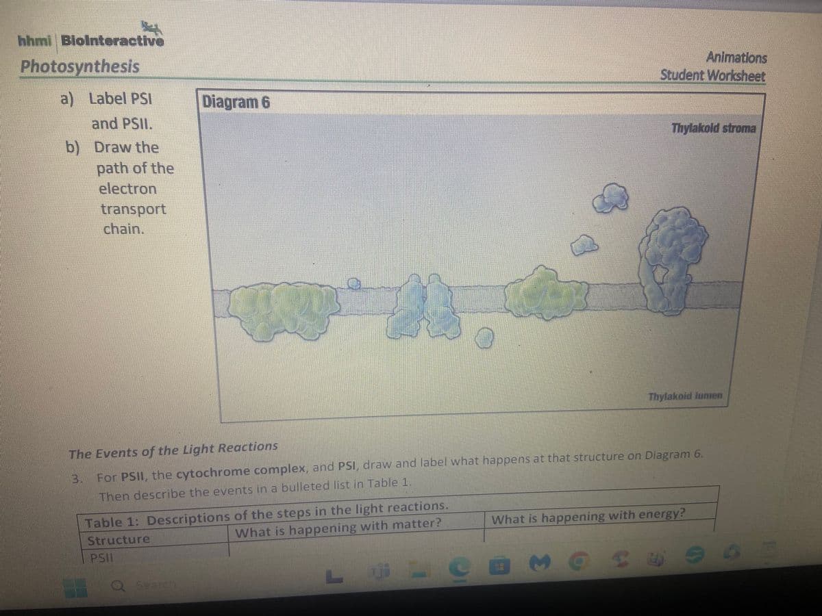 hhmi BloInteractive
Photosynthesis
a) Label PSI
and PSII.
b) Draw the
path of the
electron
transport
chain.
Diagram 6
Q Search
O
CU
M
Table 1: Descriptions of the steps in the light reactions.
What is happening with matter?
Structure
PSIL
L
(
Ji
E
C
The Events of the Light Reactions
For PSII, the cytochrome complex, and PSI, draw and label what happens at that structure on Diagram 6.
Then describe the events in a bulleted list in Table 1.
Animations
Student Worksheet
Thylakold stroma
Thylakoid lumen
What is happening with energy?
40