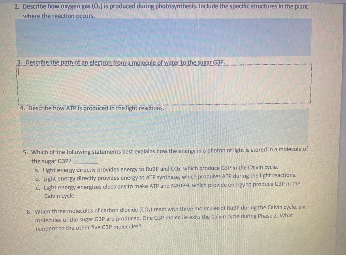2. Describe how oxygen gas (O₂) is produced during photosynthesis. Include the specific structures in the plant
where the reaction occurs.
3. Describe the path of an electron from a molecule of water to the sugar G3P.
PETITE RIDICOTTITIETOITTE TITr n dit ni tETTETELLTELI HTterlerin ut ir vertri heretinetuluACT FILETTIHIN-▬▬▬▬HIPPAILITA*
RESPERANTO
4. Describe how ATP is produced in the light reactions.
STEREO
DREI
****
KAM
HE
5. Which of the following statements best explains how the energy in a photon of light is stored in a molecule of
the sugar G3P?
a. Light energy directly provides energy to RuBP and CO₂, which produce G3P in the Calvin cycle.
b. Light energy directly provides energy to ATP synthase, which produces ATP during the light reactions.
c. Light energy energizes electrons to make ATP and NADPH, which provide energy to produce G3P in the
Calvin cycle.
6. When three molecules of carbon dioxide (CO₂) react with three molecules of RuBP during the Calvin cycle, six
molecules of the sugar G3P are produced. One G3P molecule exits the Calvin cycle during Phase 2. What
happens to the other five G3P molecules?