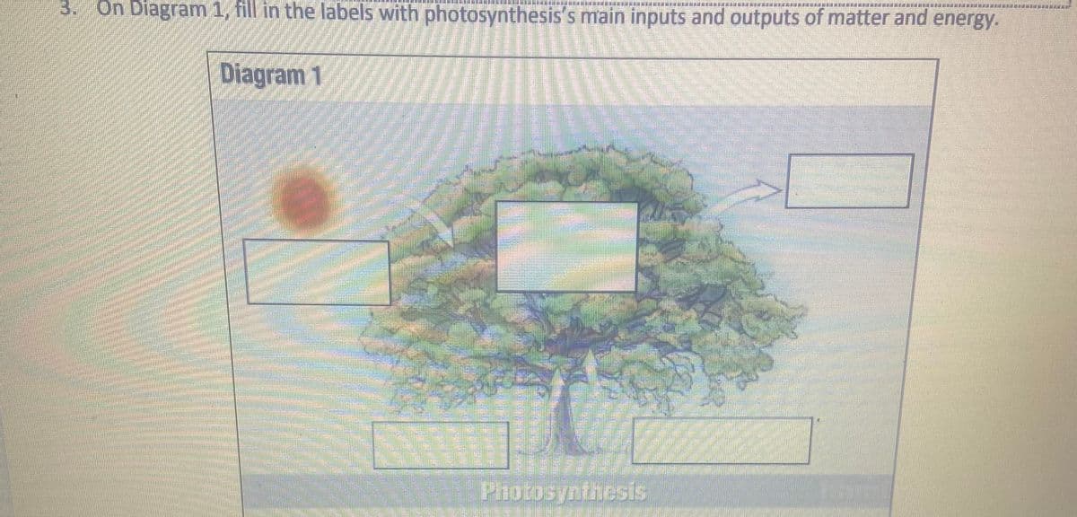 LE MEADE PRENELDE EDE
3. On Diagram 1, fill in the labels with photosynthesis's main inputs and outputs of matter and energy.
Diagram 1
W
aumianemas
Photosynthesis