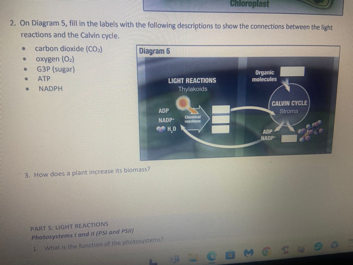 2. On Diagram 5, fill in the labels with the following descriptions to show the connections between the light
reactions and the Calvin cycle.
N
carbon dioxide (CO₂)
oxygen (O₂)
G3P (sugar)
ATP
• NADPH
Diagram 5
3. How does a plant increase its biomass?
PART 5: LIGHT REACTIONS
Photosystems I and II (PSI and PSII)
LIGHT REACTIONS
Thylakoids
NADP+
What is the function of the photosystems?
H₂O
Ui
Chloroplast
Chemical
reactions
Organic
molecules
16
#
CALVIN CYCLE
Stroma
ADP
NADP+
CU9