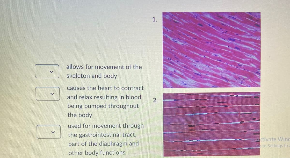 >
>
allows for movement of the
skeleton and body
causes the heart to contract
and relax resulting in blood
being pumped throughout
the body
used for movement through
the gastrointestinal tract,
part of the diaphragm and
other body functions
1.
2.
Activate Winc
Go to Settings to