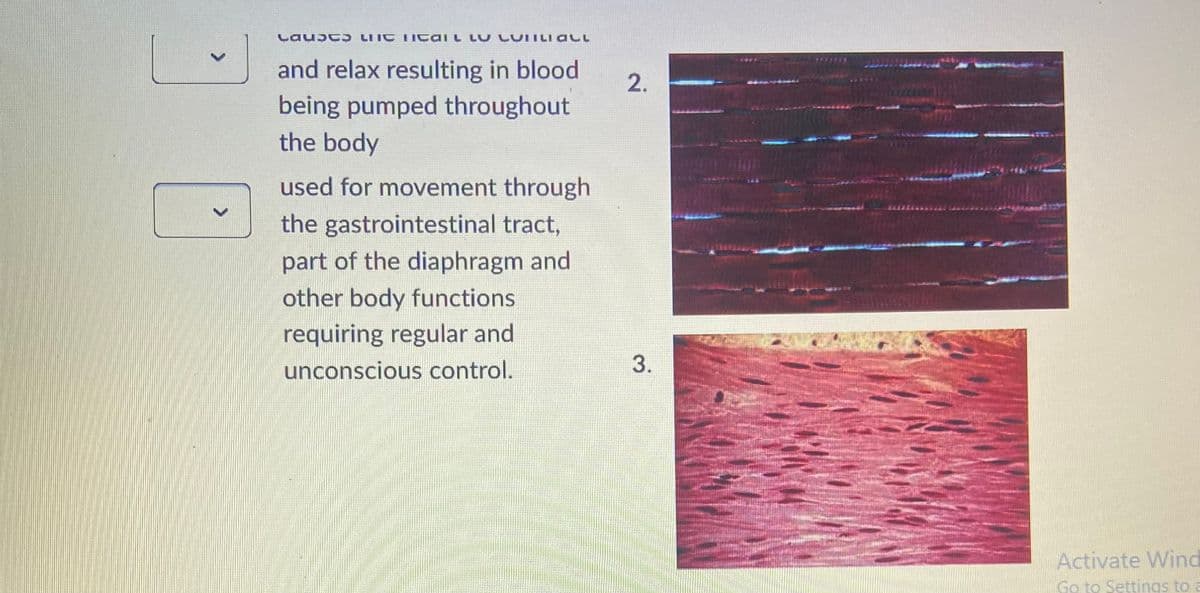 >
>
Laut Lis ltail LU LUTILI ALl
and relax resulting in blood
being pumped throughout
the body
used for movement through
the gastrointestinal tract,
part of the diaphragm and
other body functions
requiring regular and
unconscious control.
2.
3.
9538
Activate Wind
Go to Settings to