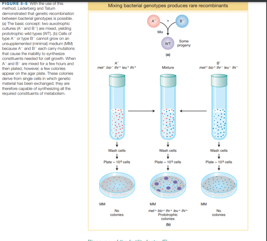 FIGURE 5-5 With the use of this
method, Lederberg and Tatum
demonstrated that genetic recombination
between bacterial genotypes is possible.
Mixing bacterial genotypes produces rare recombinants
A
в
(a) The basic concept: two auxotrophic
cultures (A- and B-) are mixed, yielding
prototrophic wild types (WT). (b) Cells of
type A- or type B- cannot grow on an
unsupplemented (minimal) medium (MM)
because A- andB- each carry mutations
that cause the inability to synthesize
constituents needed for cell growth. When
Mix
Some
progeny
WT
(a)
A- and B- are mixed for a few hours and
A
в
met- bio- thr* leu* thi*
Mixture
met* bio* thr- leu- thi-
then plated, however, a few colonies
appear on the agar plate. These colonies
derive from single cells in which genetic
material has been exchanged; they are
therefore capable of synthesizing all the
required constituents of metabolism.
Wash cells
Wash cells
Wash cells
Plate - 108 cells
Plate - 108 cells
Plate - 108 cells
MM
MM
MM
No
colonies
met+ bio + thr+ leu+ thi+
Prototrophic
colonies
No
colonies
(b)
