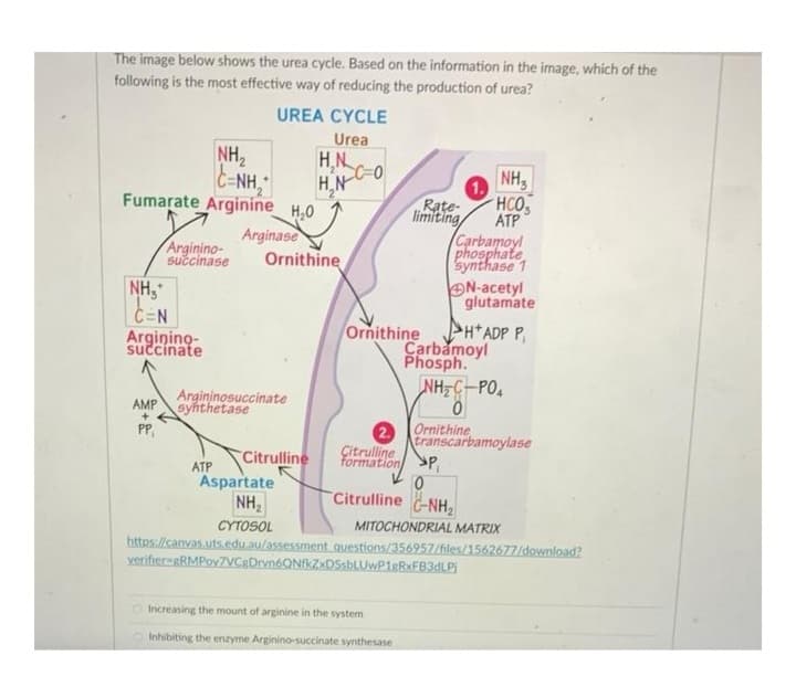 The image below shows the urea cycle. Based on the information in the image, which of the
following is the most effective way of reducing the production of urea?
NH₂+
C=N
Argining-
succinate
AMP
+
PP₁
NH₂
CÁNH,
Fumarate Arginine H₂0
Arginase
UREA CYCLE
Urea
Arginino-
succinase Ornithine
ATP
Argininosuccinate
synthetase
H,N
H₂N
Citrulline
C-0
Rate-
limiting/
Ornithine
Carbamoyl
phosphate
synthase 1
2.
Citrulline
formation P
0
Citrulline C-NH₂
Increasing the mount of arginine in the system
Inhibiting the enzyme Arginino-succinate synthesase
NH3
HCO,
ATP
Carbamoyl
Phosph.
NHẸCPO,
0
Ornithine
transcarbamoylase
verifier-gRMPov7VCgDrvn6QNfkZxDSsbLUwP1gRxFB3dLPj
N-acetyl
glutamate
H+ADP P₁
Aspartate
NH₂
CYTOSOL
MITOCHONDRIAL MATRIX
https://canvas.uts.edu.au/assessment questions/356957/files/1562677/download?