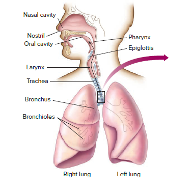 Nasal cavity
Nostril
Pharynx
Oral cavity
- Epiglottis
Larynx
Trachea
Bronchus
Bronchioles
Right lung
Left lung
