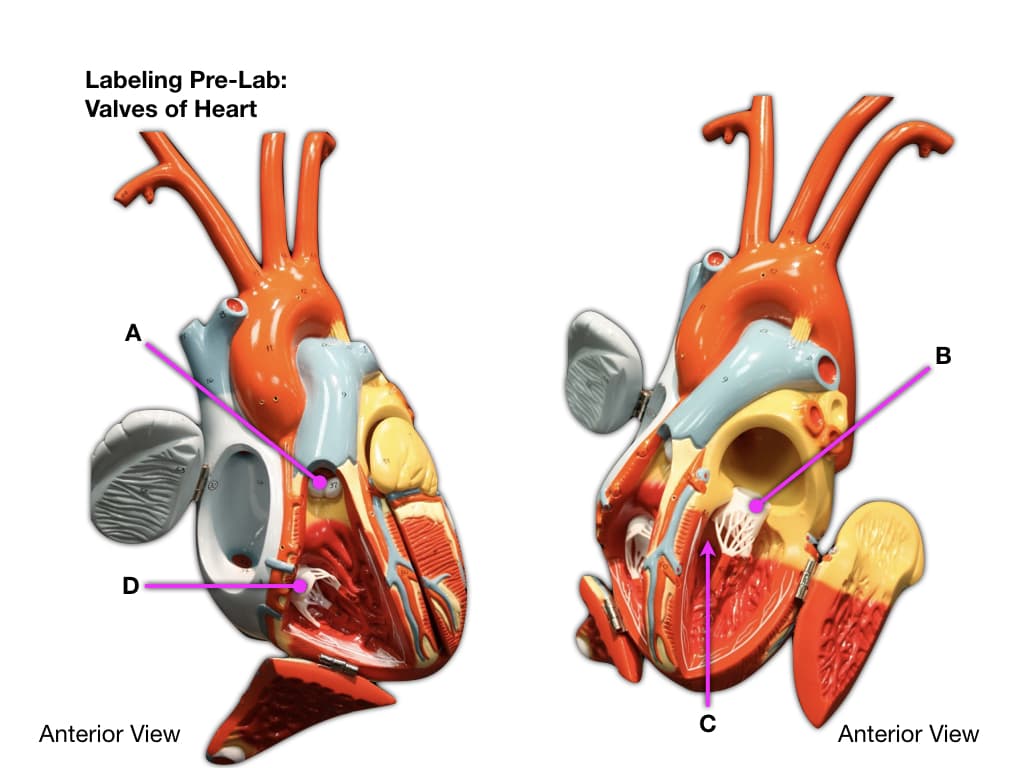 Labeling Pre-Lab:
Valves of Heart
A
D
Anterior View
C
B
Anterior View