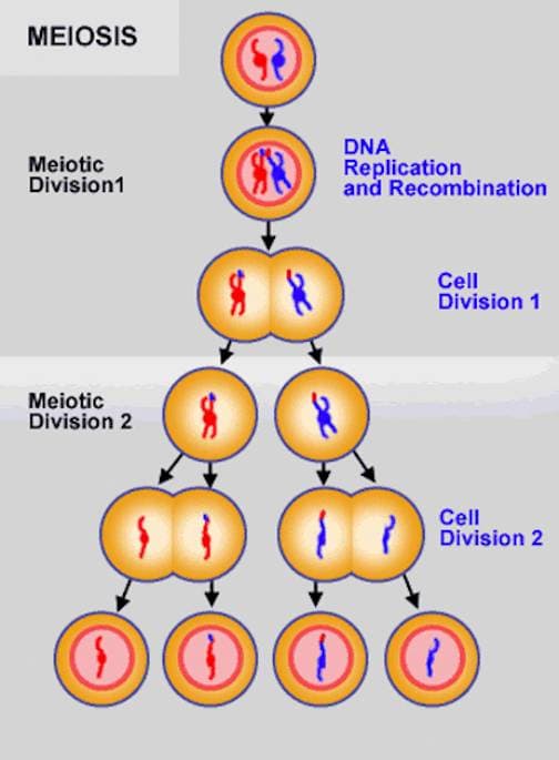 MEIOSIS
Meiotic
Division1
DNA
Replication
and Recombination
Cell
Division 1
Meiotic
Division 2
Cell
Division 2
000
DO

