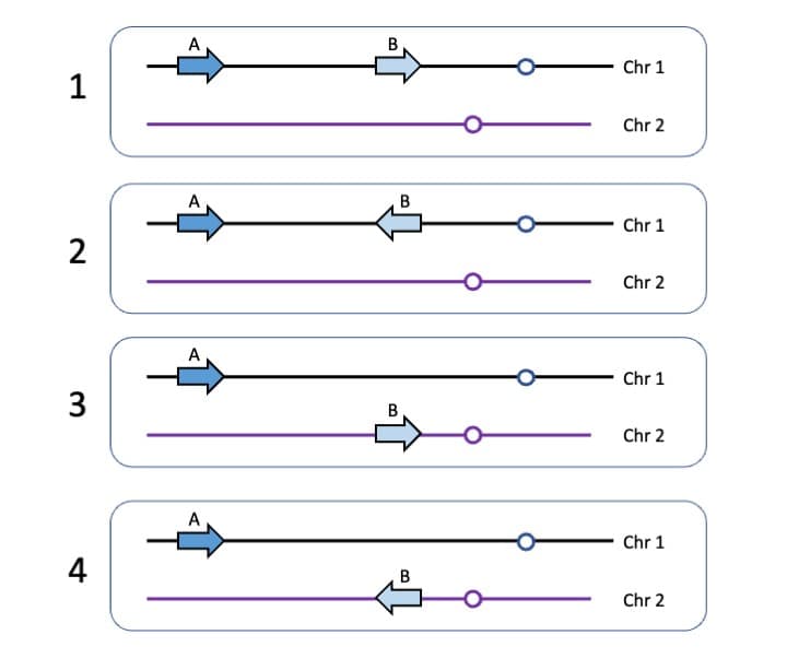 1
2
3
4
A
B
B
B
Chr 1
Chr 2
Chr 1
Chr 2
Chr 1
Chr 2
Chr 1
Chr 2