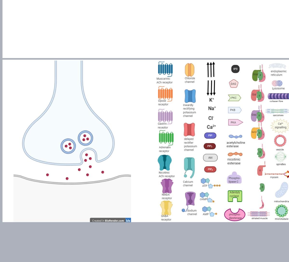 Created in BioRender.com bio
www
Muscarinic
ACh receptor
Opioid
receptor
Gastrin
receptor
mu
Adrenalin
receptor
Nicotinic
ACh receptor
NMDA
receptor
GABA
receptor
Chloride
channel
Inwardly
rectifying
potassium
channel
delayed
rectifier
potassium
channel
Calcium
channel
Usodium
channel
CI™
Ca²+
K+
Na*
ATP
CAMP
PIP
PIP₂
Akt
PIP₂
AMP
IP3
DAG
>PKC
PKB
PKA
acetylcholine
esterase
nicotinic
esterase
16)
Phospho-
lipase C
Adenlyly
cyclase
phospho-
diesterase
Gas
Gai
Gaq
Ga12
striated muscle
endoplasmic
reticulum
Lysosome
collagen fibre
sarcomere
Ca²+
signalling
1010
vesicle
spindles
myosin
mitochondria
microtubule