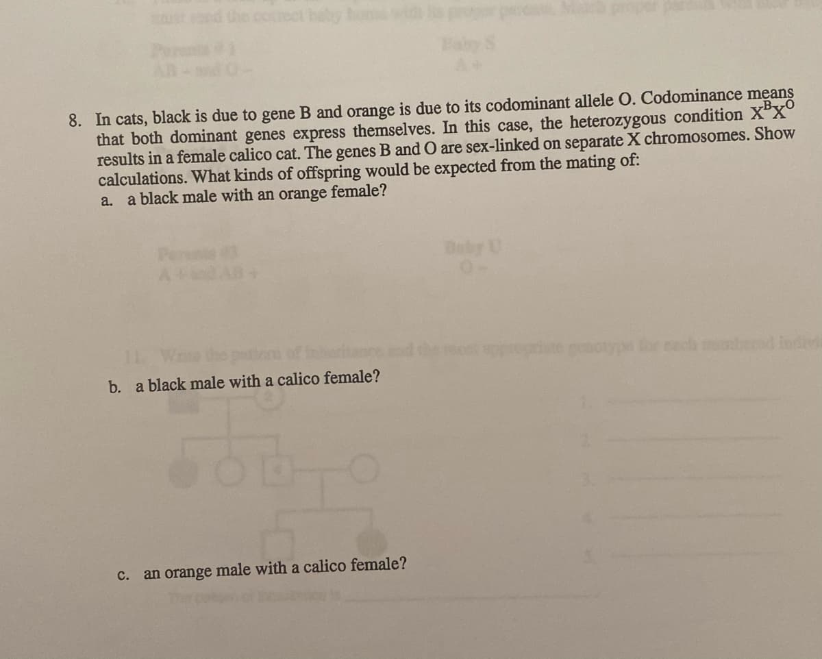 must the correct baby homs
8. In cats, black is due to gene B and orange is due to its codominant allele O. Codominance means
that both dominant genes express themselves. In this case, the heterozygous condition X³XO
results in a female calico cat. The genes B and O are sex-linked on separate X chromosomes. Show
calculations. What kinds of offspring would be expected from the mating of:
a black male with an orange female?
a.
b. a black male with a calico female?
c. an orange male with a calico female?
appropriate genotype
each numbered indivi