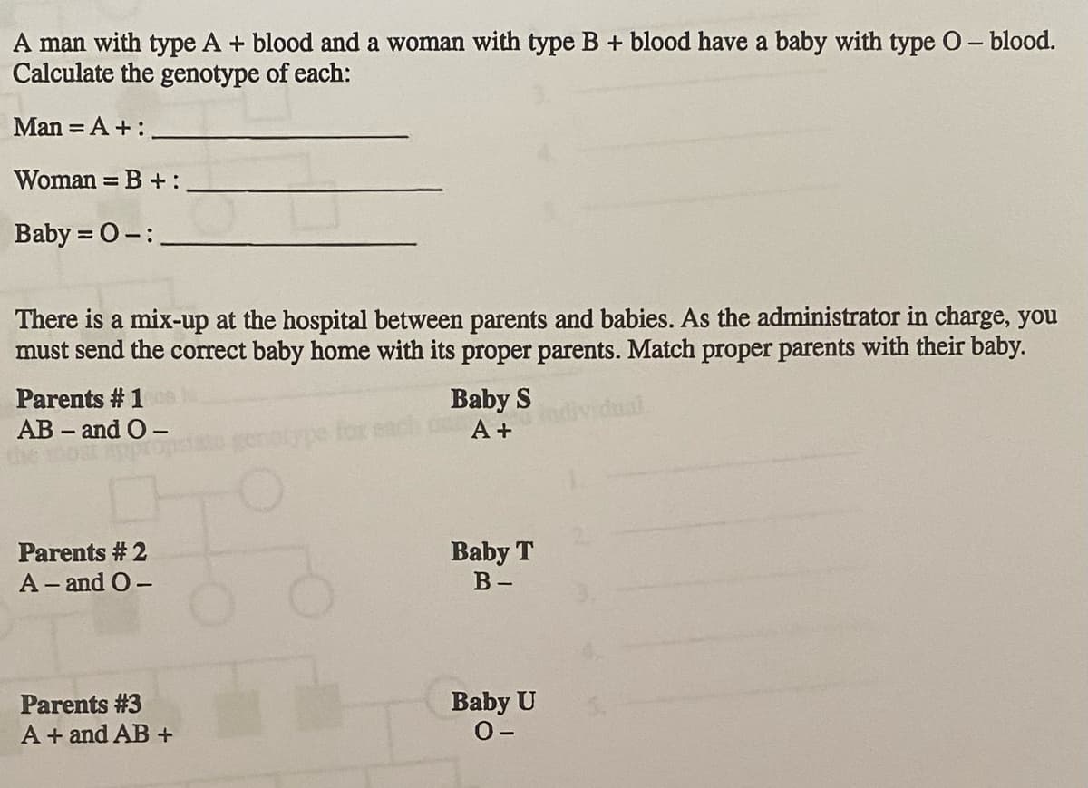 A man with type A + blood and a woman with type B + blood have a baby with type O - blood.
Calculate the genotype of each:
Man = A + :
Woman = B + :
Baby = 0 -:
There is a mix-up at the hospital between parents and babies. As the administrator in charge, you
must send the correct baby home with its proper parents. Match proper parents with their baby.
Parents #1
AB - and O-
and C
Parents #2
A - and O-
Parents #3
A+ and AB +
type for
Baby S
A +
Baby T
B-
Baby U
0-