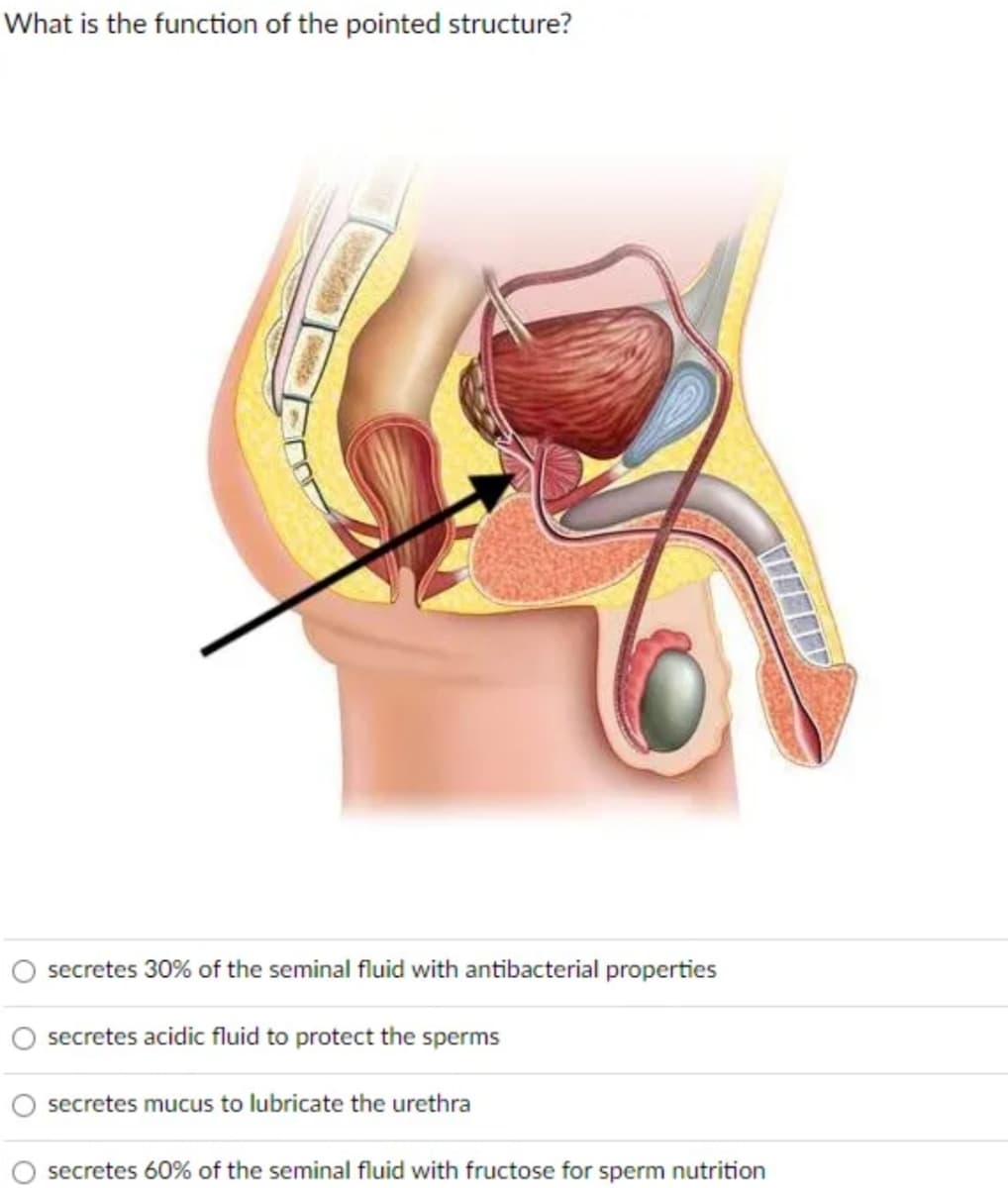 What is the function of the pointed structure?
secretes 30% of the seminal fluid with antibacterial properties
secretes acidic fluid to protect the sperms
secretes mucus to lubricate the urethra
secretes 60% of the seminal fluid with fructose for sperm nutrition