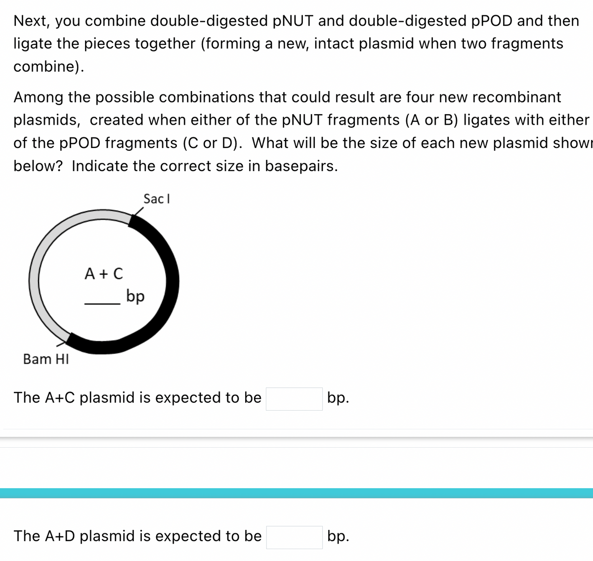 Next, you combine double-digested pNUT and double-digested pPOD and then
ligate the pieces together (forming a new, intact plasmid when two fragments
combine).
Among the possible combinations that could result are four new recombinant
plasmids, created when either of the pNUT fragments (A or B) ligates with either
of the pPOD fragments (C or D). What will be the size of each new plasmid show
below? Indicate the correct size in basepairs.
Bam HI
Sacl
A + C
bp
The A+C plasmid is expected to be
The A+D plasmid is expected to be
bp.
bp.
