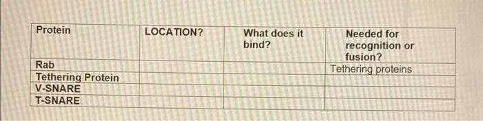 Protein
Rab
Tethering Protein
V-SNARE
T-SNARE
LOCATION?
What does it
bind?
Needed for
recognition or
fusion?
Tethering proteins