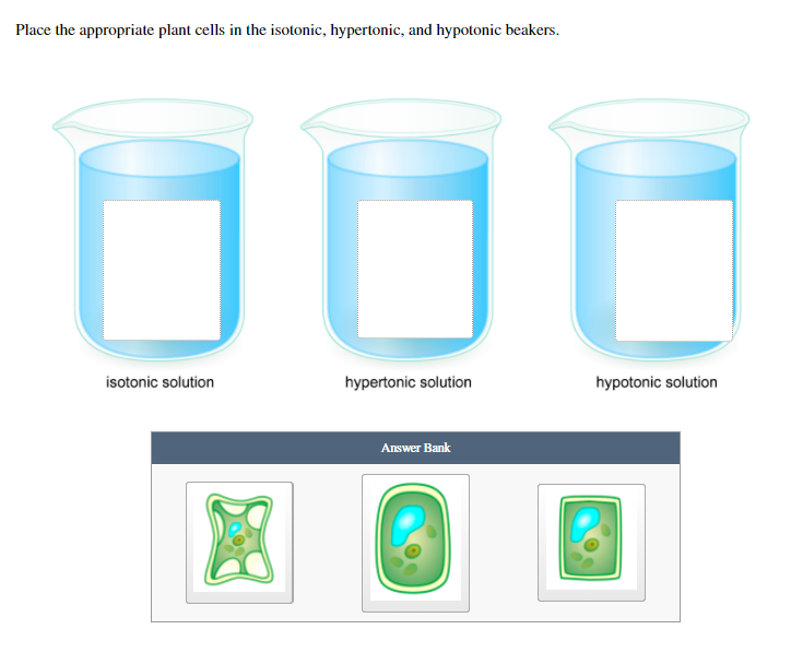 Place the appropriate plant cells in the isotonic, hypertonic, and hypotonic beakers.
isotonic solution
hypertonic solution
hypotonic solution
Answer Bank
