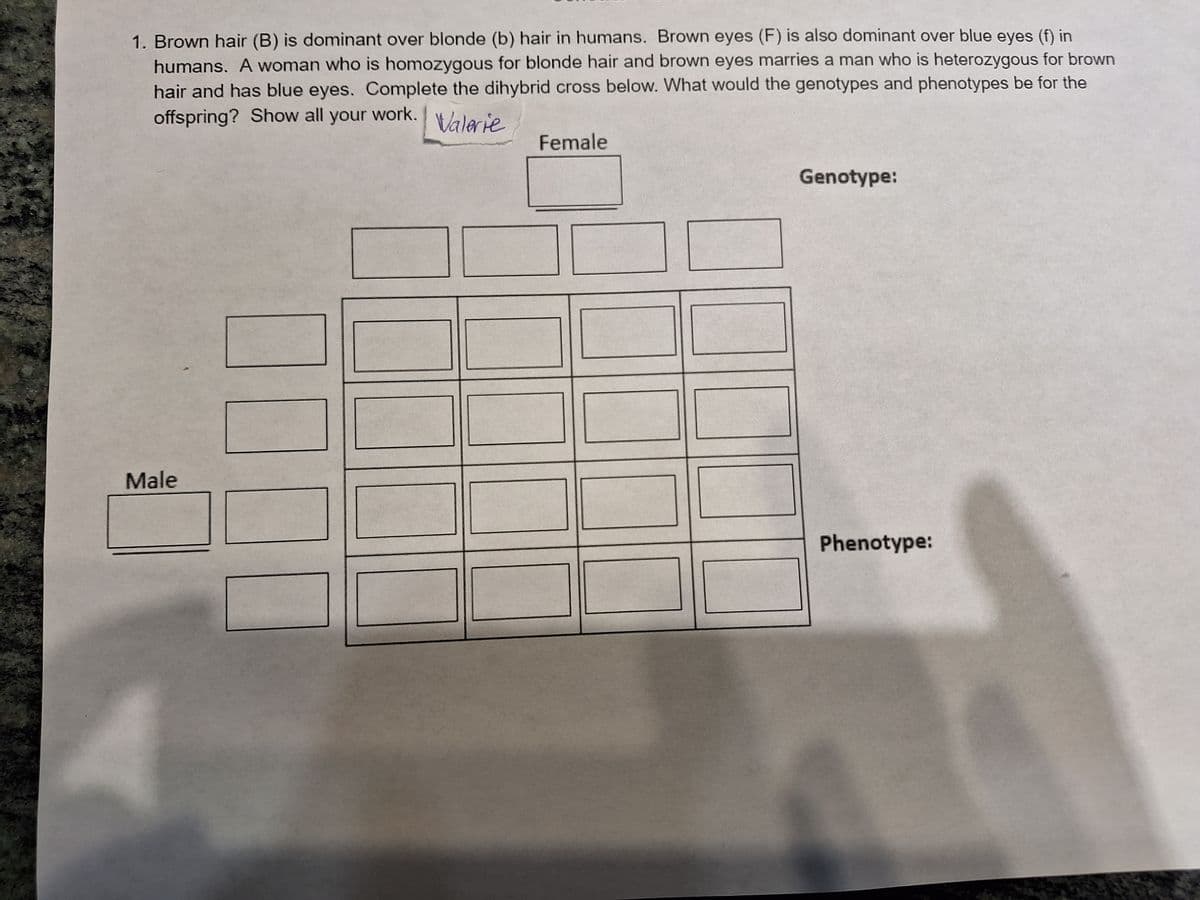 1. Brown hair (B) is dominant over blonde (b) hair in humans. Brown eyes (F) is also dominant over blue eyes (f) in
humans. A woman who is homozygous for blonde hair and brown eyes marries a man who is heterozygous for brown
hair and has blue eyes. Complete the dihybrid cross below. What would the genotypes and phenotypes be for the
offspring? Show all your work.
Valerie
Male
Female
Genotype:
Phenotype: