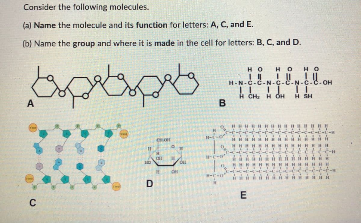 Consider the following molecules.
(a) Name the molecule and its function for letters: A, C, and E.
(b) Name the group and where it is made in the cell for letters: B, C, and D.
но
H O
H O
H-N-C-C-N-C-C-N-C-C-OH
H CH2 H OH
H SH
HHHHHHHHHHHHHH H
H-C-0
பெ
HHHH HHH H
HHHHH HHH
HHHH
-C-C-C-C-C-C-C-C
(-C-C-C-C-H
H-C-0
OH H
130
HHHHHH
HHHH HH
HH H
C-C-C-C-C-C-(-C-C-C-(-C-C-C-"-H
H-C-0
D
H.
C
E.
