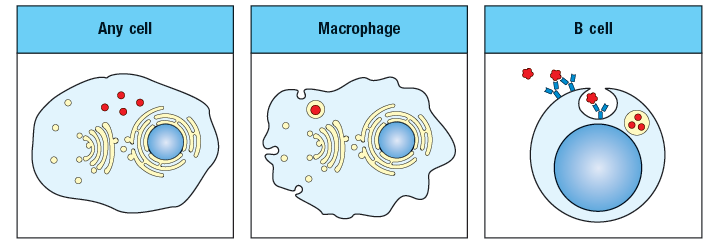 Any cell
Macrophage
В сеll
