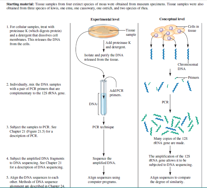 Starting material: Tissue samples from four extinct species of moas were obtained from museum specimens. Tissue samples were also
obtained from three species of kiwis, one emu, one cassowary, one ostrich, and two species of rhea.
Experimental level
Conceptual level
1. For cellular samples, treat with
proteinase K (which digests protein)
and a detergent that dissolves cell
membranes. This releases the DNA
Cells in
Tissue
tissue
sample
| Add proteinase K
and detergent.
from the cells.
Isolate and purify the DNA
released from the tissue.
Chromosomal
DNA
Primers
2. Individually, mix the DNA samples
with a pair of PCR primers that are
complementary to the 12S FRNA gene.
Add PCR
primers.
PCR
DNA-
PCR technique
3. Subject the samples to PCR. See
Chapter 21 (Figure 21.5) for a
description of PCR.
Many copies of the 125
TRNA gene are made.
4. Subject the amplified DNA fragments
to DNA sequencing. See Chapter 21
for a description of DNA sequencing.
Sequence the
amplified DNA.
The amplification of the 12S
IRNA gene allows it to be
subjected to DNA sequencing.
5. Align the DNA sequences to each
other. Methods of DNA sequence
alienment are described in Chanter 24.
Align sequences using
computer programs.
Align sequences to compare
the degree of similarity.
