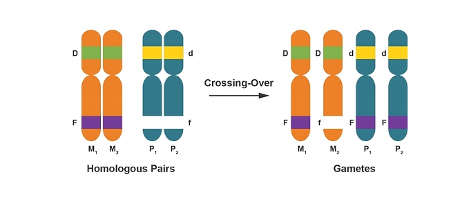 D
Crossing-Over
F
F
F
м, м,
Р, Р.
M,
M,
P, P.
Homologous Pairs
Gametes
D.
