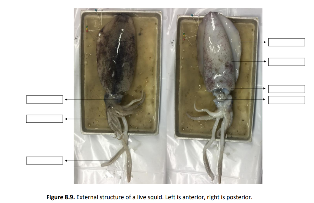 Figure 8.9. External structure of a live squid. Left is anterior, right is posterior.
