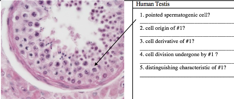 Human Testis
1. pointed spermatogenic cell?
2. cell origin of #1?
3. cell derivative of #1?
4. cell division undergone by #1?
5. distinguishing characteristic of #1?
