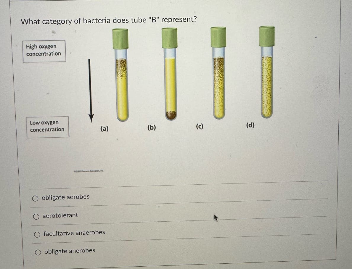 What category of bacteria does tube "B" represent?
High oxygen
concentration
Low oxygen
concentration
0250 bar,
(a)
(b)
(c)
(d)
O obligate aerobes
O aerotolerant
O facultative anaerobes
O obligate anerobes