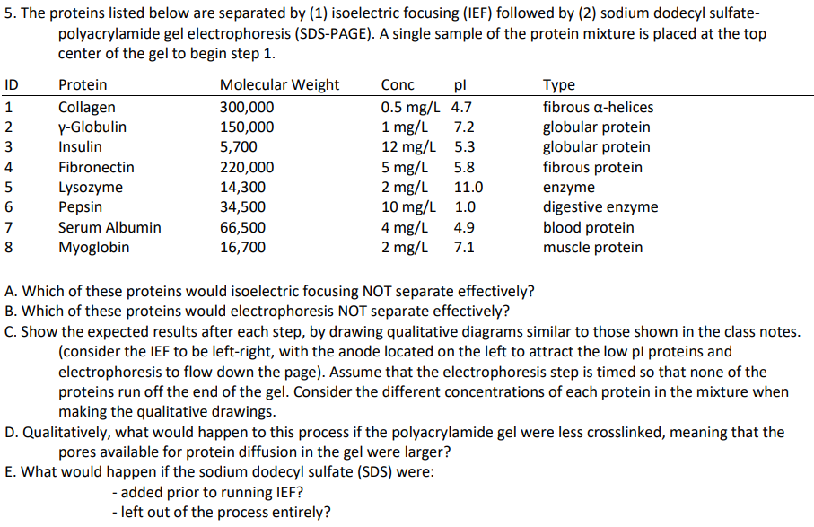 5. The proteins listed below are separated by (1) isoelectric focusing (IEF) followed by (2) sodium dodecyl sulfate-
polyacrylamide gel electrophoresis (SDS-PAGE). A single sample of the protein mixture is placed at the top
center of the gel to begin step 1.
ID
Protein
Molecular Weight
Conc
pl
Туре
1
Collagen
300,000
0.5 mg/L 4.7
fibrous a-helices
2
y-Globulin
150,000
1 mg/L
7.2
globular protein
3
Insulin
5,700
12 mg/L 5.3
globular protein
4
Fibronectin
220,000
5 mg/L
5.8
5
Lysozyme
14,300
2 mg/L
11.0
fibrous protein
enzyme
6
Pepsin
34,500
10 mg/L
1.0
digestive enzyme
7
Serum Albumin
66,500
4 mg/L
4.9
blood protein
8
Myoglobin
16,700
2 mg/L
7.1
muscle protein
A. Which of these proteins would isoelectric focusing NOT separate effectively?
B. Which of these proteins would electrophoresis NOT separate effectively?
C. Show the expected results after each step, by drawing qualitative diagrams similar to those shown in the class notes.
(consider the IEF to be left-right, with the anode located on the left to attract the low pl proteins and
electrophoresis to flow down the page). Assume that the electrophoresis step is timed so that none of the
proteins run off the end of the gel. Consider the different concentrations of each protein in the mixture when
making the qualitative drawings.
D. Qualitatively, what would happen to this process if the polyacrylamide gel were less crosslinked, meaning that the
pores available for protein diffusion in the gel were larger?
E. What would happen if the sodium dodecyl sulfate (SDS) were:
- added prior to running IEF?
- left out of the process entirely?