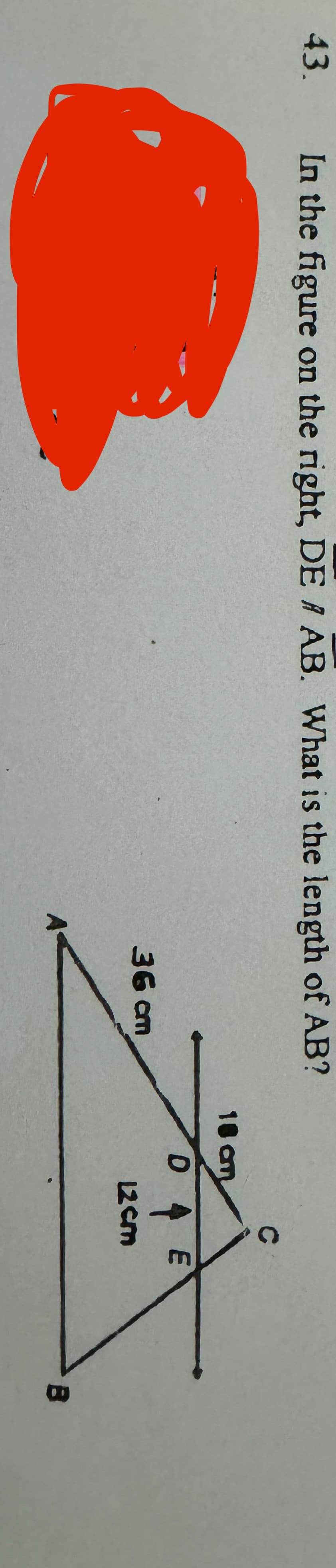 43. In the figure on the right, DE / AB. What is the length of AB?
36 cm
18 am
D
E
12 cm
B