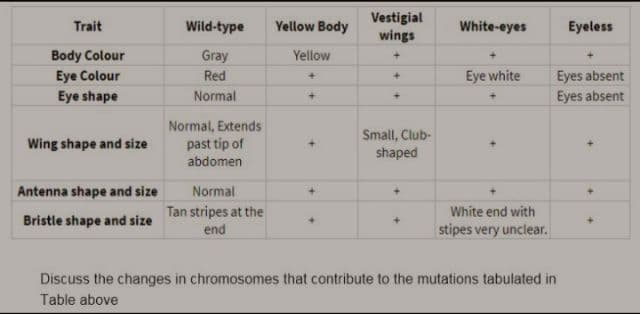 Vestigial
wings
Trait
Wild-type
Yellow Body
White-eyes
Eyeless
Body Colour
Gray
Yellow
Eye Colour
Red
Eye white
Eyes absent
Eyes absent
Eye shape
Normal
Normal, Extends
past tip of
Small, Club-
Wing shape and size
shaped
abdomen
Antenna shape and size
Normal
Tan stripes at the
end
White end with
Bristle shape and size
stipes very unclear.
Discuss the changes in chromosomes that contribute to the mutations tabulated in
Table above
