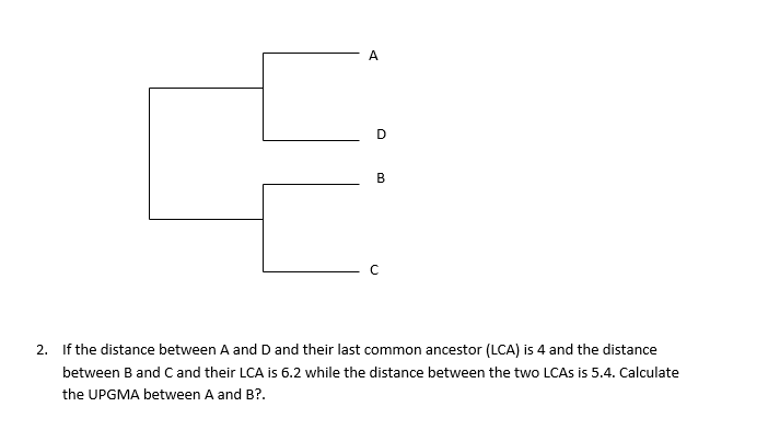 A
B
2. If the distance between A and D and their last common ancestor (LCA) is 4 and the distance
between B and C and their LCA is 6.2 while the distance between the two LCAS is 5.4. Calculate
the UPGMA between A and B?.
