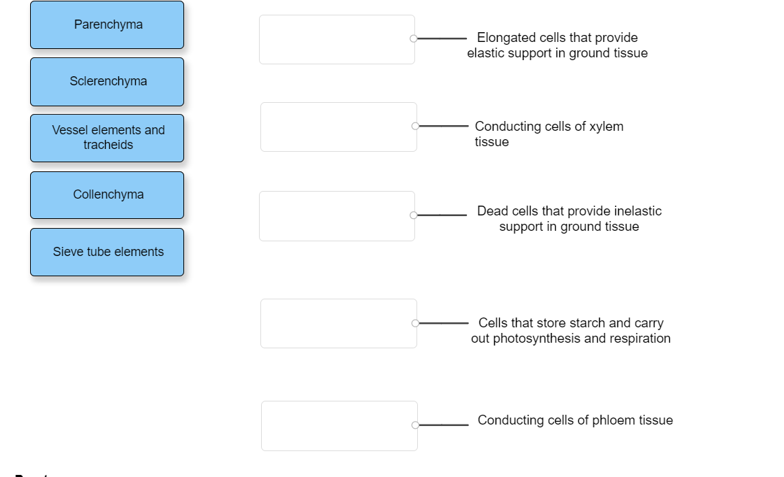 Parenchyma
Sclerenchyma
Vessel elements and
tracheids
Collenchyma
Sieve tube elements
Elongated cells that provide
elastic support in ground tissue
Conducting cells of xylem
tissue
Dead cells that provide inelastic
support in ground tissue
Cells that store starch and carry
out photosynthesis and respiration
Conducting cells of phloem tissue