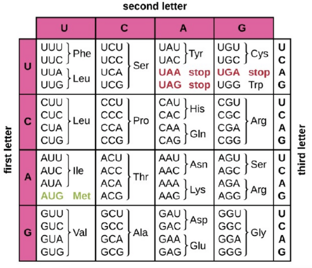 second letter
U
A
G
UUU
Phe
UAU Ty
U
UGU cys
UCU
UUC
UCC
UAC
UGC
Ser
UAA stop UGA stop A
UAG stop UGG Trp
UUA
UCA
UUG Leu
UCG
G
CUU
CCU
CAU
CGU
CAC His
Pro
CUC
ССС
CGC
Arg
A
Leu
CAA !
CAG Gln
CUA
ССА
CGA
CUG
СCG
CGG
AAU 1
Asn
AUU
ACU
AGU
Ser
AUC lle
A
AUA
AGC
AGA
АСC
AAC As
Thr
ACA
A
AUG Met ACG
AAG Lys
AGG Arg
G
GUU
GCU
GAU
GGU
U
GAC Asp
Ala
GCC
GGC
Gly
GUC
Val
GUA
GCA
GAA
GGA
A
GUG
GCG
GAG Glu
GGG,
G
first letter
third letter
