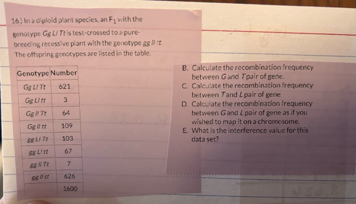 16.) In a diploid plant species, an F₁ with the
genotype Gg Li Tt is test-crossed to a pure-
breeding recessive plant with the genotype gg II tt.
The offspring genotypes are listed in the table.
Genotype Number
Gg LI Tt
621
Gg Ll tt
3
Gg ll Tt
64
Gg il tt
109
gg LI Tt
103
gg Ll tt
67
8g ll Tt
7
gg ll tt
626
1600
B. Calculate the recombination frequency
between Gand Tpair of gene.
C. Calculate the recombination frequency
between Tand L pair of gene.
D. Calculate the recombination frequency
between Gand L pair of gene as if you
wished to map it on a chromosome.
E. What is the interference value for this
data set?