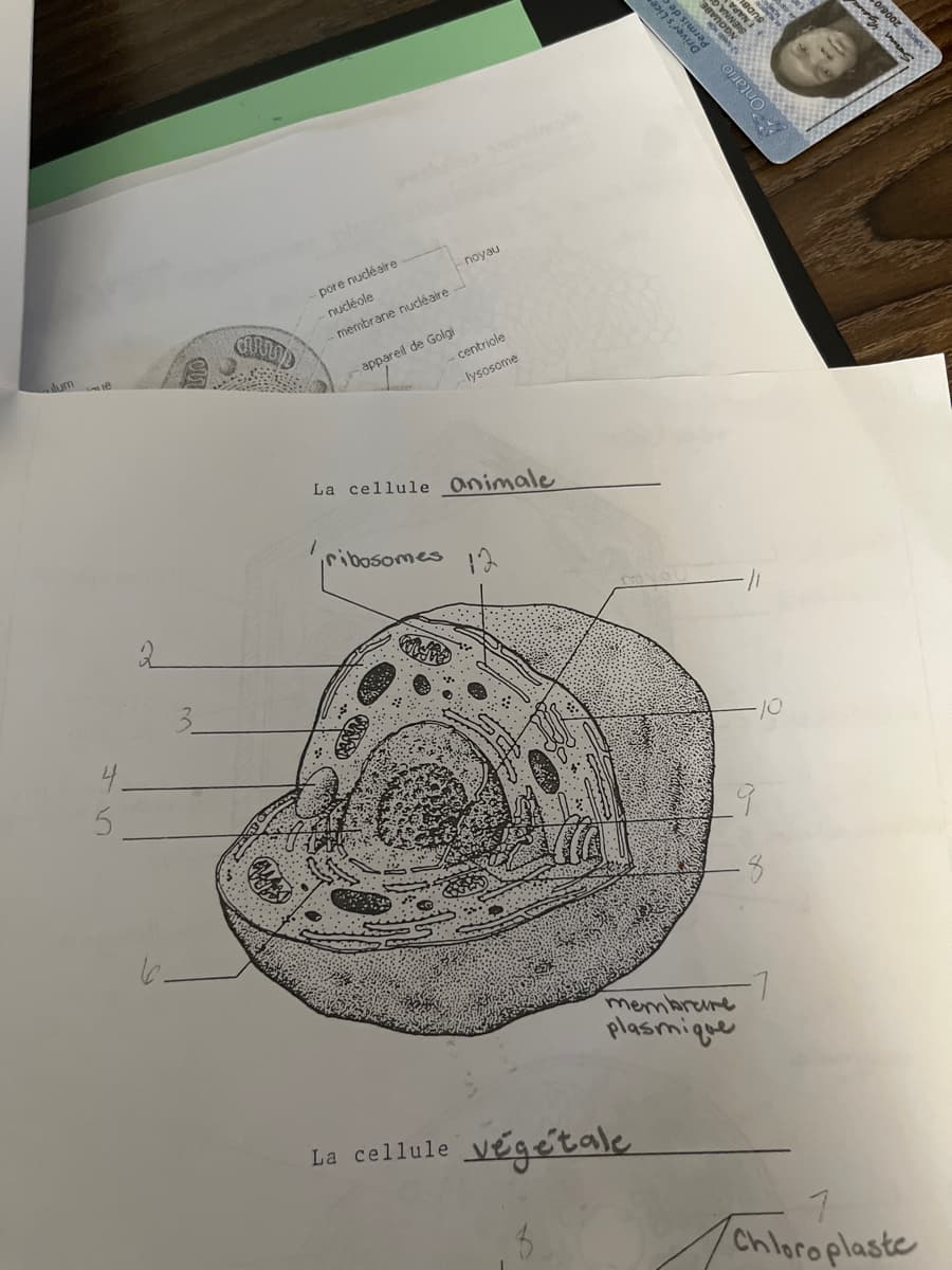 Jum
pore nucléaire
nucléole
membrane nucléaire
appareil de Golgi
noyau
- centriole
4.
95
5
2
6.
lysosome
La cellule animale
ribosomes
12
membrare
plasmique
La cellule végétale
Ontario Permis de
NGOUABE
SIENNA
DBL
9
8
-10
1
Chloroplaste
0/900