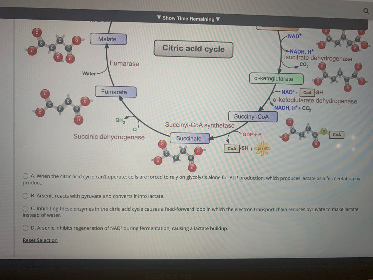 V Show Time Remaining
NAD*
Malate
Citric acid cycle
NADH, H*
Isocitrate dehydrogenase
CO2
со,
Fumarase
Water
a-ketoglutarate
NAD*+ COA SH
Fumarate
a-ketoglutarate dehydrogenase
NADH, H*+ CO,
Succinyl-CoA
QH2
Succinyl-CoA synthetase
CoA
GDP + Pi
Succinic dehydrogenase
Succinate
COA -SH + CGTP
O A. When the citric acid cycle can't operate, cells are forced to rely on glycolysis alone for ATP production, which produces lactate as a fermentation by-
product.
O B. Arsenic reacts with pyruvate and converts it into lactate.
O C. Inhibiting these enzymes in the citric acid cycle causes a feed-forward loop in which the electron transport chain reduces pyruvate to make lactate
instead of water.
O D. Arsenic inhibits regeneration of NAD during fermentation, causing a lactate buildup.
Reset Selection
