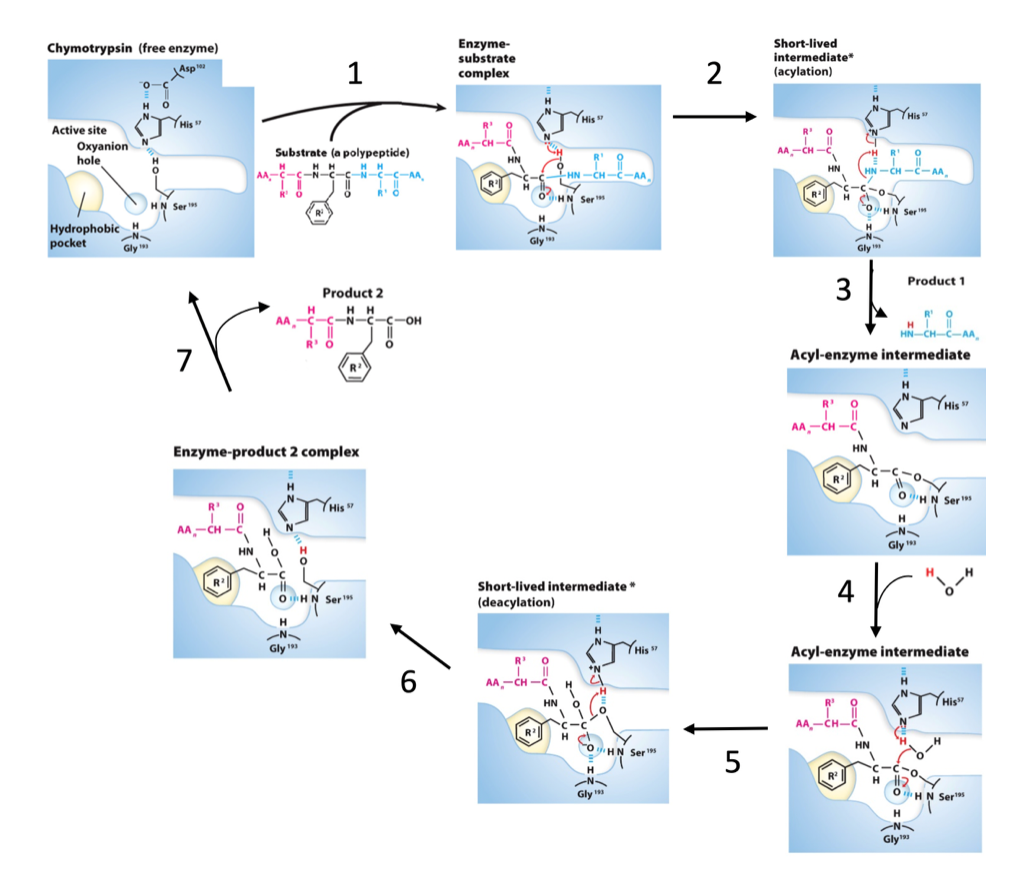Enzyme-
substrate
complex
Short-lived
intermediate
(acylation)
Chymotrypsin (free enzyme)
Asp
1
2
H
YHis"
His
Active site
R'
AA
Охуanion
hole
Substrate (a polypeptide)
AA-CH -C
HN
H H
-N-C-C-N-C-C-AA
HH
HN
AA
HN
oHN Ser
HN Ser
HN Ser
Hydrophobic H
pocket
Gly
Gly
Product 1
3
Product 2
H H
-C-C-N-C-C-OH
AA
HN-CH-C-AA
Acyl-enzyme intermediate
R
R'
AA-CH
HN
Enzyme-product 2 complex
R
H.
R'
YHis
Ser
H.
AA-CH -C
Gly
HN
R'
Short-lived intermediate*
OHN Ser19
(deacylation)
H
N-
Gly
YHis "
Acyl-enzyme intermediate
R'
AA-CH
YHis"
HN
HN
HN Sers
5
R
Gly
OHN Seras
Gly
