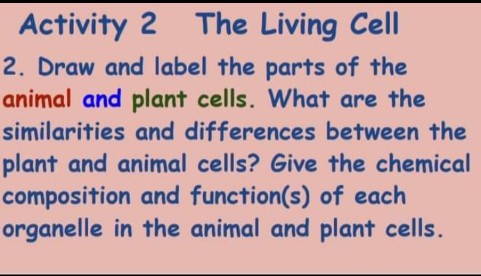 Activity 2
The Living Cell
2. Draw and label the parts of the
animal and plant cells. What are the
similarities and differences between the
plant and animal cells? Give the chemical
composition and function(s) of each
organelle in the animal and plant cells.
