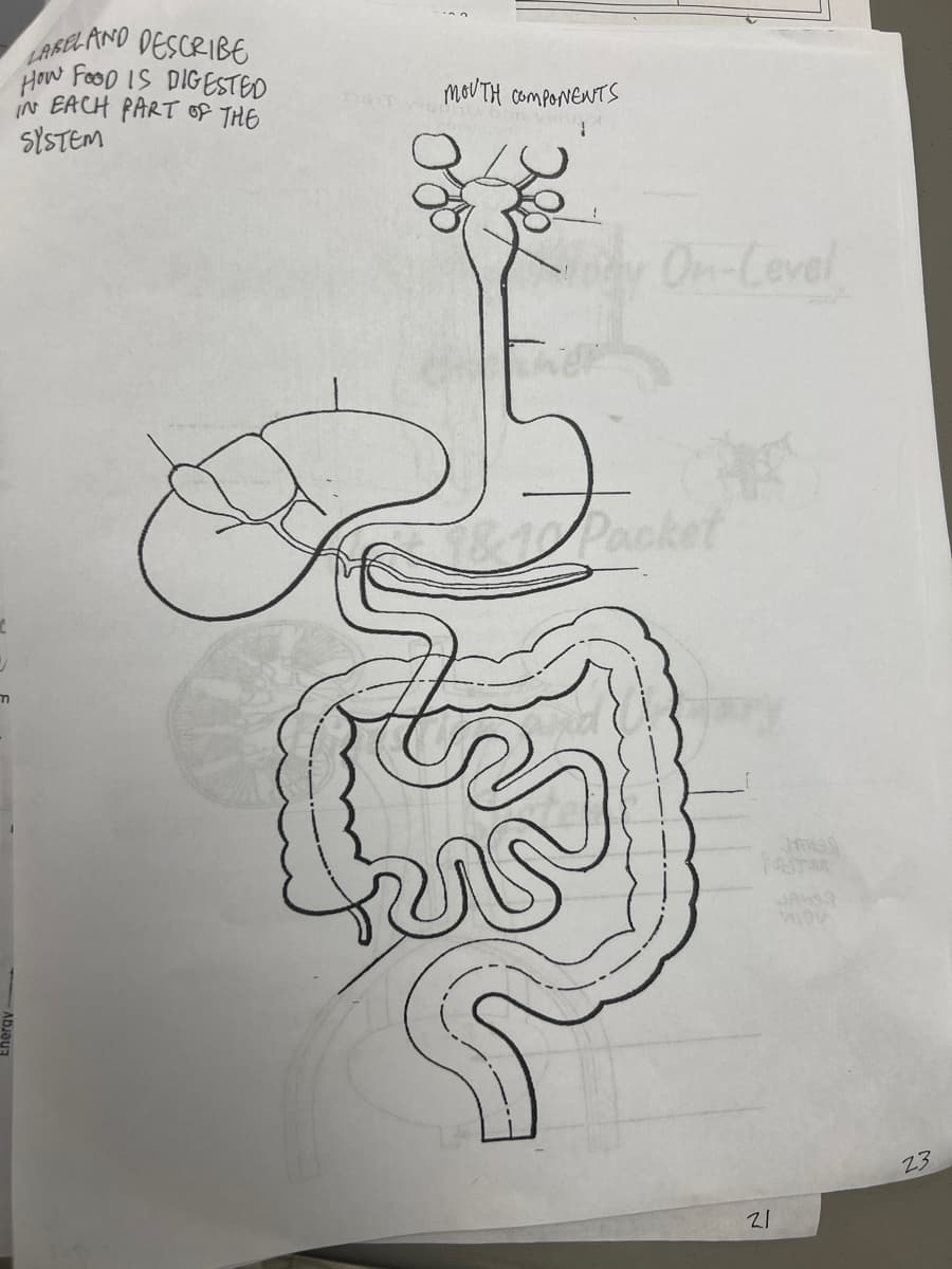 F
LABEL AND DESCRIBE
How FOOD IS DIGESTED
IN EACH PART OF THE
SYSTEM
MOUTH COMPONENTS
On-Level
& Packet
21
STAR
JANSS
23