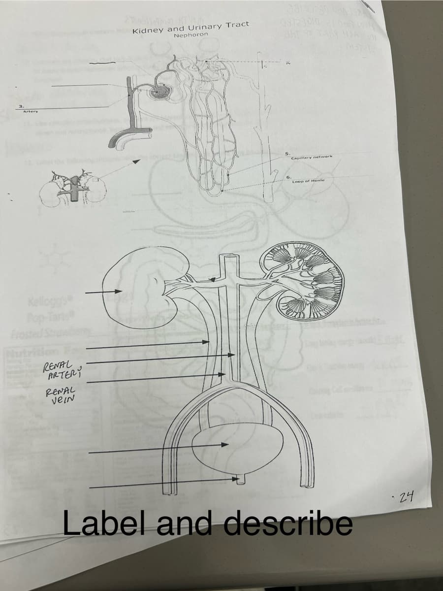 Kidney and Urinary Tract
Nephoron
08190290 09
09123010
Kellogg's®
C
RENAL
ARTERY
RENAL
VeIN
Capillary network
Loop of Henle
Label and describe
24