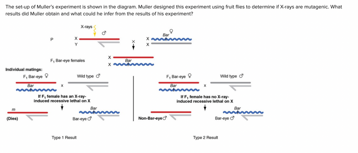 The set-up of Muller's experiment is shown in the diagram. Muller designed this experiment using fruit flies to determine if X-rays are mutagenic. What
results did Muller obtain and what could he infer from the results of his experiment?
X-rays
Bar
Y
F, Bar-eye females
Bar
Individual matings:
F, Bar-eye
Wild type ở
F, Bar-eye ?
Wild type ở
Bar
Bar
If F, female has an X-ray-
induced recessive lethal on X
If F, female has no X-ray-
induced recessive lethal on X
Bar
Bar
m
(Dies)
Bar-eye o
Non-Bar-eyeo
Bar-eye o
Type 1 Result
Type 2 Result

