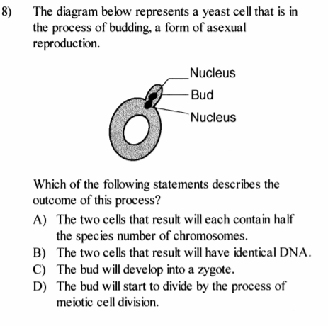 8) The diagram below represents a yeast cell that is in
the process of budding, a form of asexual
reproduction.
Nucleus
-Bud
"Nucleus
Which of the following statements describes the
outcome of this process?
A) The two cells that result will each contain half
the species number of chromosomes.
B) The two cells that result will have identical DNA.
C) The bud will develop into a zygote.
D) The bud will start to divide by the process of
meiotic cell division.
