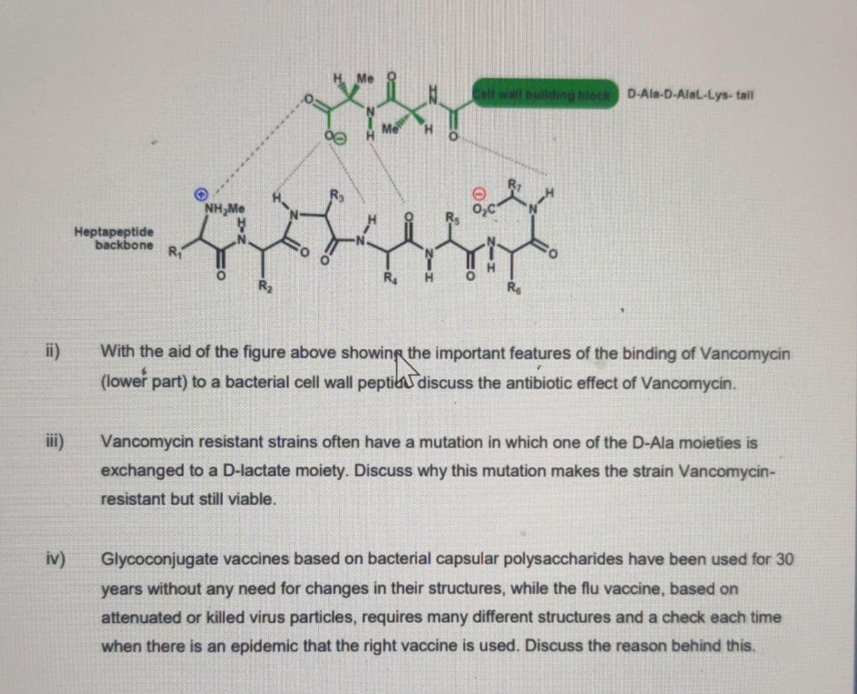 Cell wall bullding block
D-Ala-D-Alal-Lys-tail
NH,Me
Heptapeptide
backbone
R1
R.
R2
ii)
With the aid of the figure above showing the important features of the binding of Vancomycin
(lower part) to a bacterial cell wall peptia discuss the antibiotic effect of Vancomycin.
i)
Vancomycin resistant strains often have a mutation in which one of the D-Ala moieties is
exchanged to a D-lactate moiety. Discuss why this mutation makes the strain Vancomycin-
resistant but still viable.
iv)
Glycoconjugate vaccines based on bacterial capsular polysaccharides have been used for 30
years without any need for changes in their structures, while the flu vaccine, based on
attenuated or killed virus particles, requires many different structures and a check each time
when there is an epidemic that the right vaccine is used. Discuss the reason behind this.
