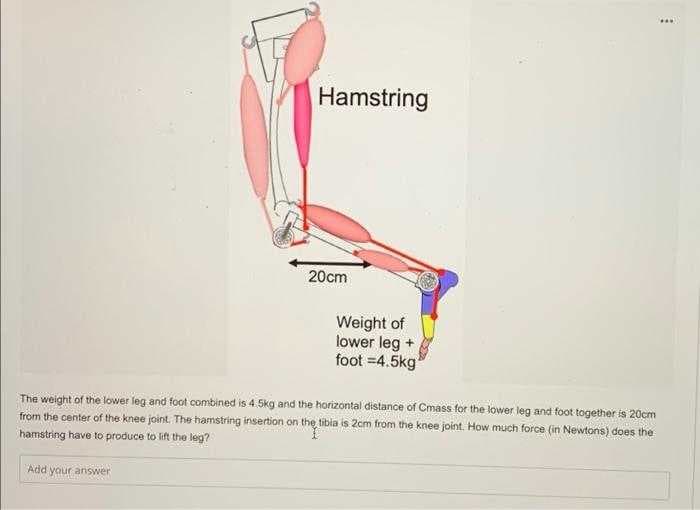 Hamstring
20cm
Weight of
lower leg +
foot =4.5kg
The weight of the lower leg and foot combined is 4.5kg and the horizontal distance of Cmass for the lower leg and foot together is 20cm
from the center of the knee joint. The hamstring insertion on the tibia is 2cm from the knee joint. How much force (in Newtons) does the
hamstring have to produce to lift the leg?
Add yaur answer
