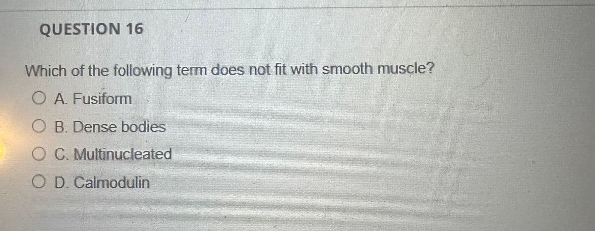 QUESTION 16
Which of the following term does not fit with smooth muscle?
O A. Fusiform
O B. Dense bodies
O C. Multinucleated
O D. Calmodulin